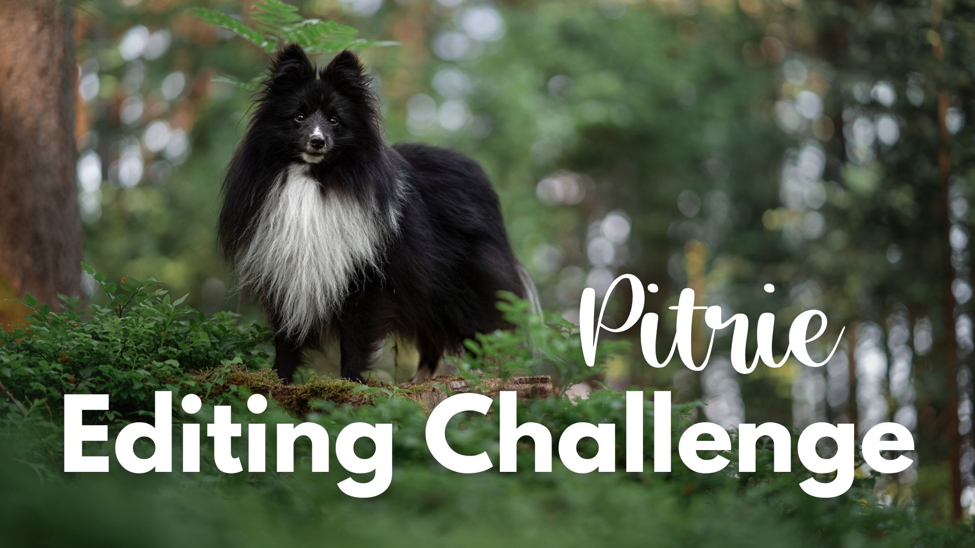Beginning Editing Challenge: Pitrie
