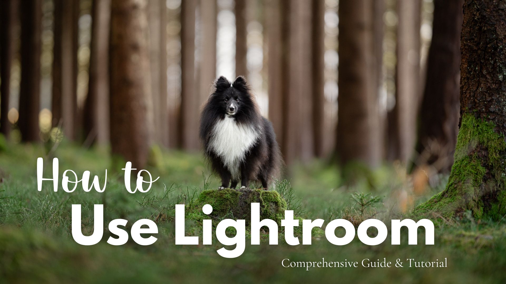How to use Lightroom: Comprehensive Guide & Tutorial