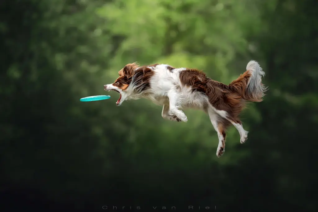 Border collie leaping high in the air to catch a frisbee in this pet photography action photo