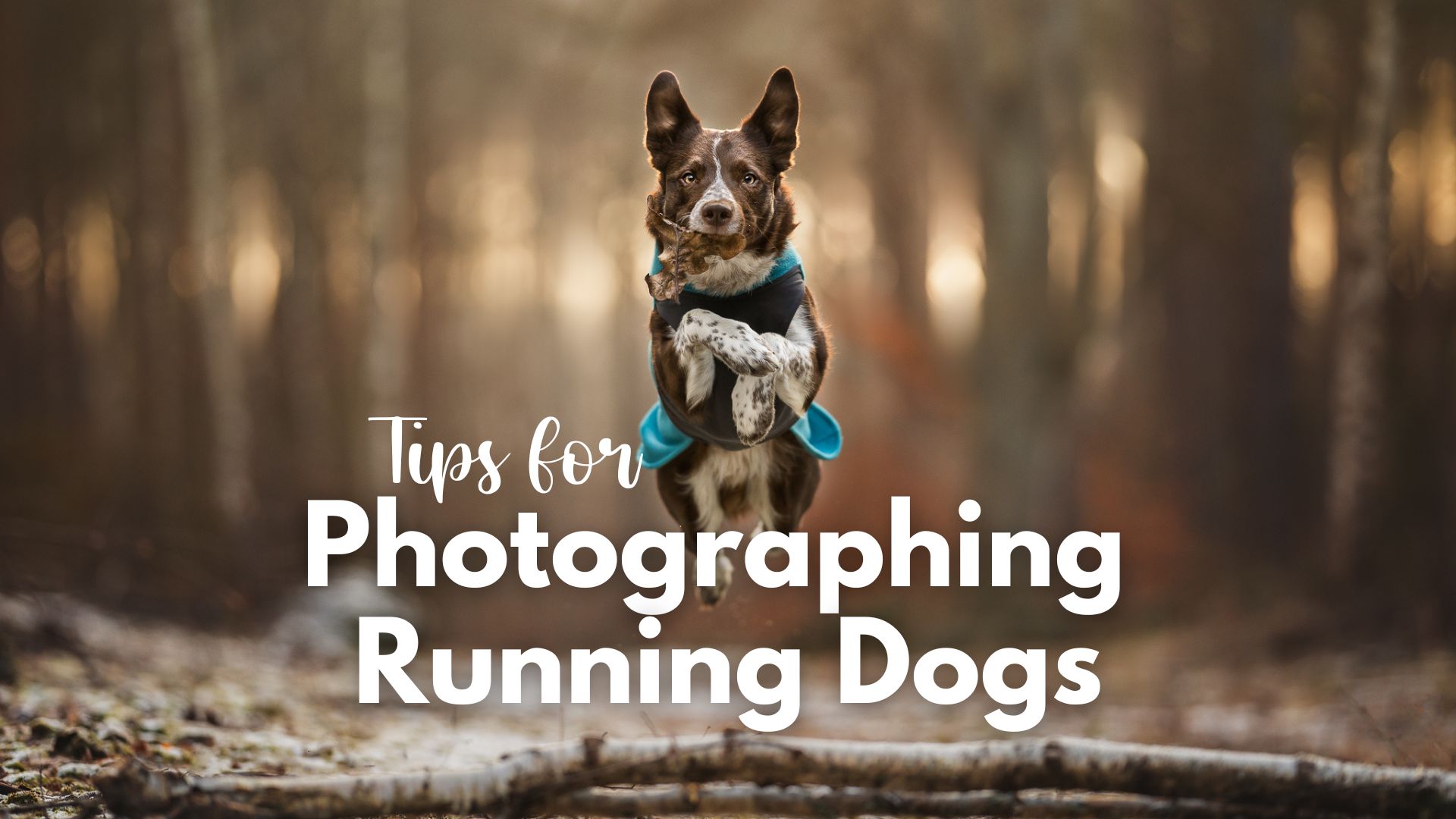 Tips for Photographing Running Dogs!