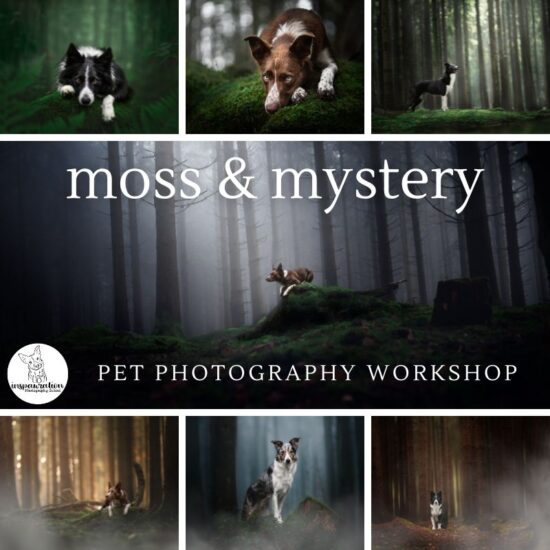 Join us for the Moss & Mystery: Live In-Person Pet Photography Workshop - Trier, a unique moss-inspired photography workshop focused on capturing the mysterious beauty of pets.