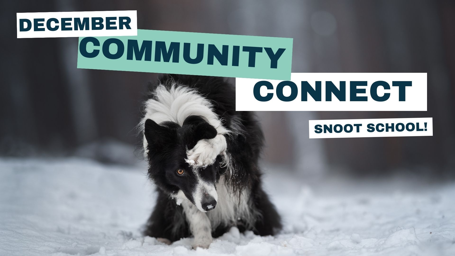 December 2023 Community Connect: Snoot School – “Hide”