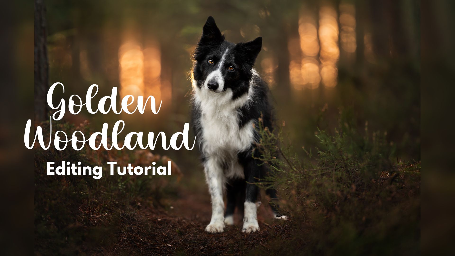 Limited Tutorial: Golden Woodland Re-Edit