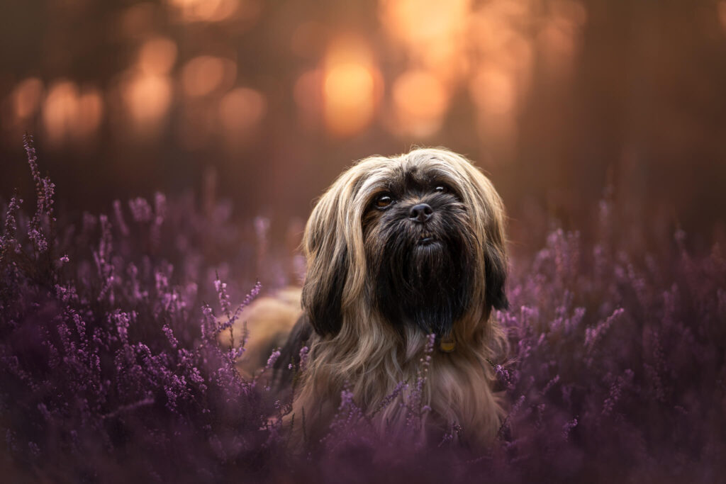 A shih tzu with beautiful backlit pet photo, edited in a fine art style with rich colours and tones