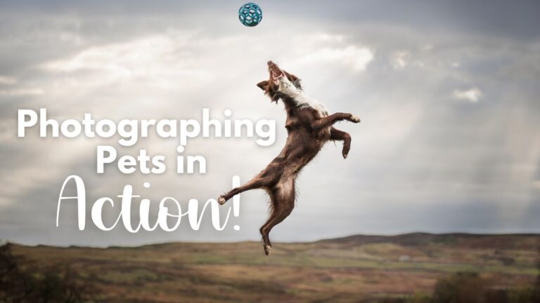 Expert tips on taking action photos of pets!