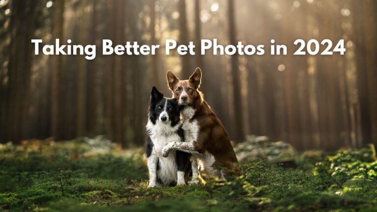 Taking Better Pet Photos in 2024