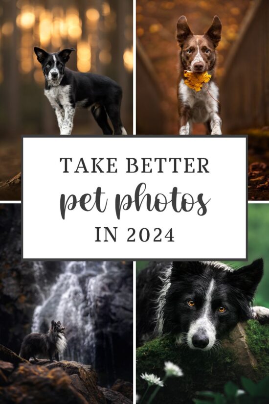 Take Better Pet Photos Pinterest Pin 550x825 