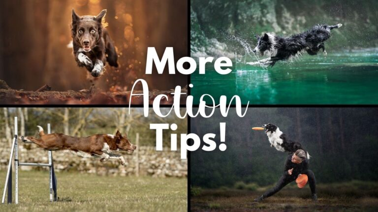 5 Types of Action Dog Photography & Tips to Capture Them