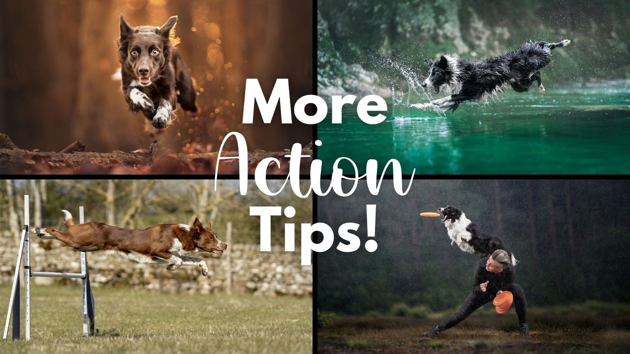 5 Types of Action Dog Photography & Tips to Capture Them