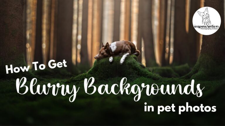 How to get blurry backgrounds in pet photos! (Hint: it's not through editing!)