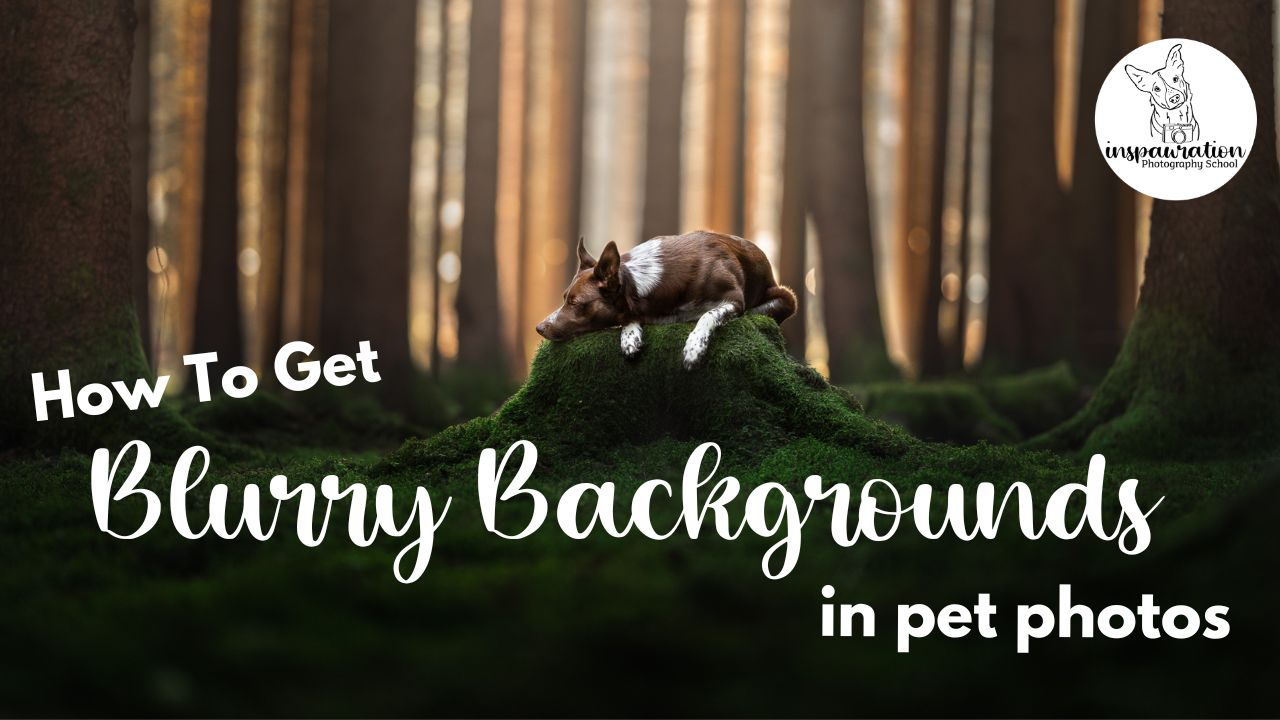 How to get blurry backgrounds in pet photos! (Hint: it’s not through editing!)