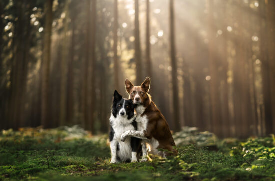 Two border collies doing a hug trick in front of a glorious forest background with sun-rays, with rich colours and beautiful light