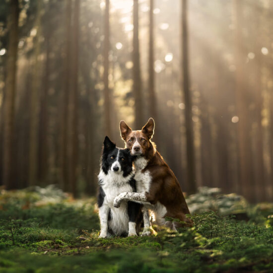 Two border collies doing a hug trick in front of a glorious forest background with sun-rays, with rich colours and beautiful light