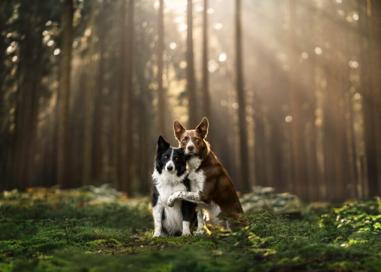 Elements of Taking & Editing Magical Pet Photos