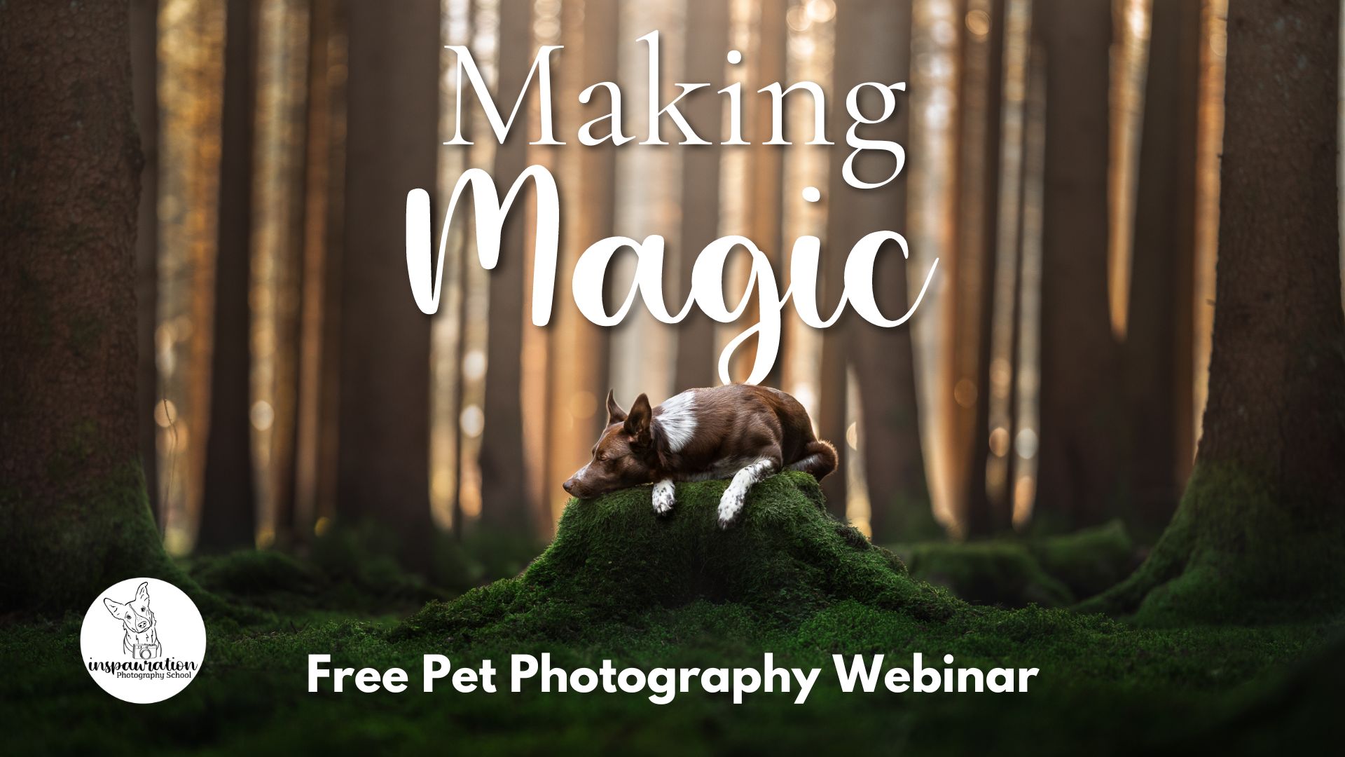 A magical photo of a border collie on a mossy stump with the text Making Magic, Free pet Photography webinar