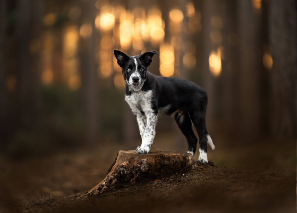 A border collie puppy stands on a stump, with beautiful golden backlight behind him, in fine art pet photography style, taken at Shouldham Warren