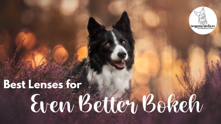 best lenses for bokeh in pet photography