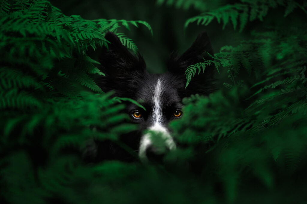 A border collie surrounded by ferns, deep, dark and mysterious