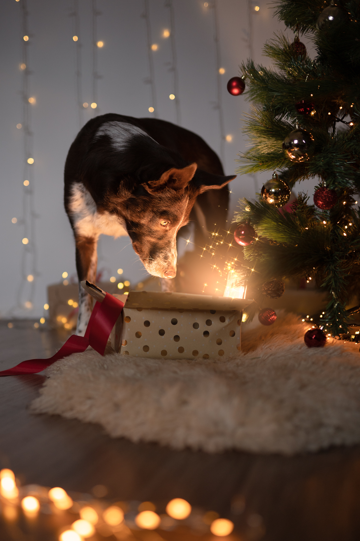 Quick & Magical Christmas Pet Photo Tutorial! - Inspawration Photography