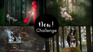 New! Challenge (May 2025)