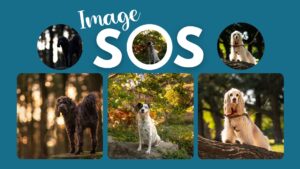 Image SOS: Episode 3