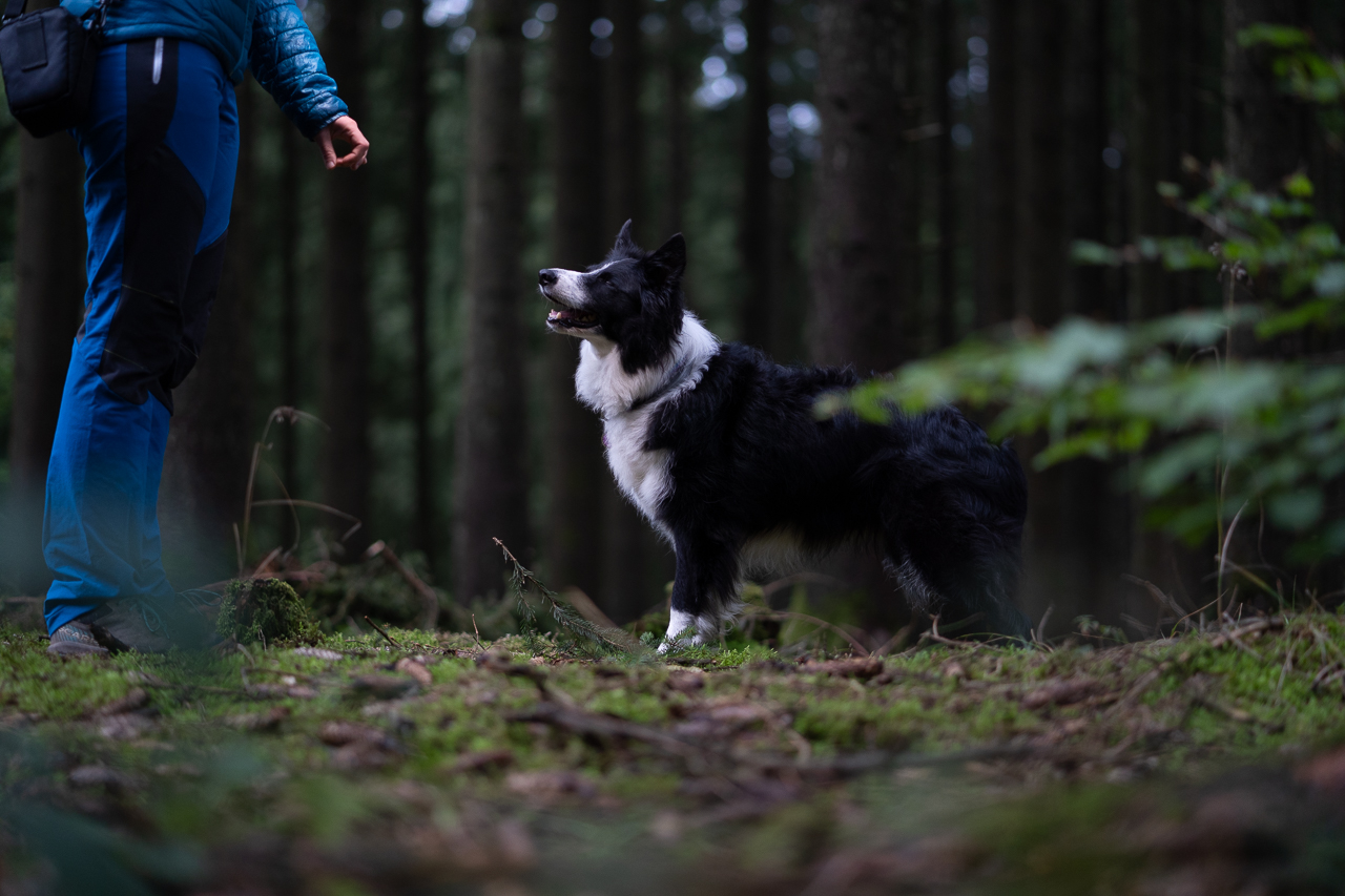 Loki unedited with handler