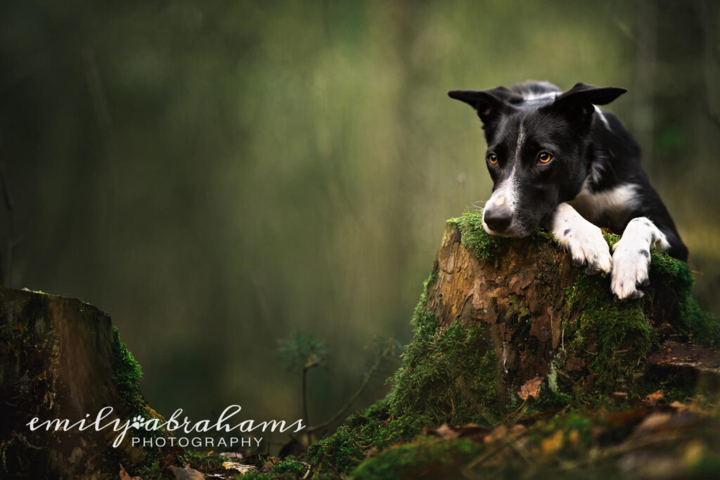 A border collie lies awkwardly on a stump with a lot of blurry background to the side