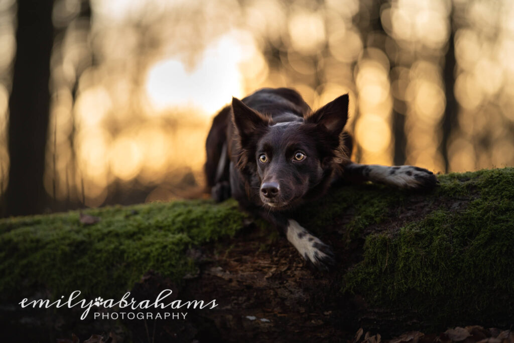 A border collie lies on a log with a bright backlit background