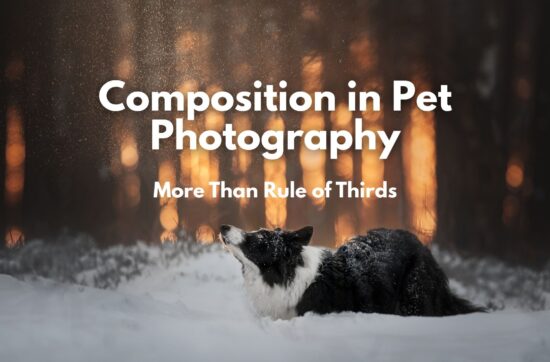 A border collie ready to jump toward some falling snow, the background has pretty backlight and the words Composition in Pet Photography: More than rule of thirds