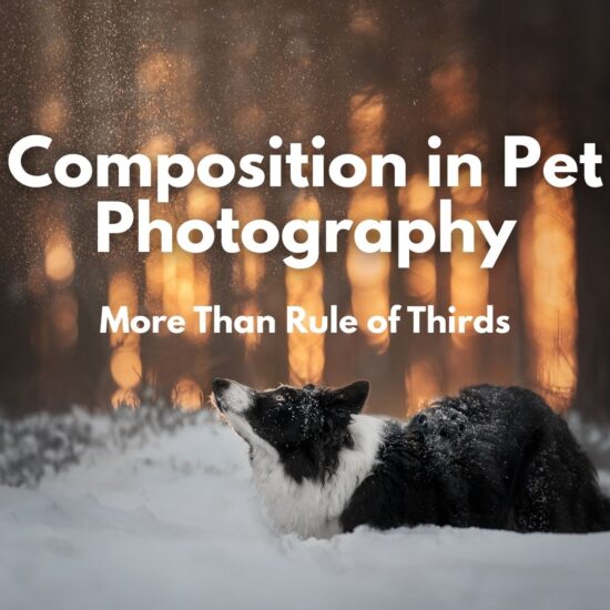 A border collie ready to jump toward some falling snow, the background has pretty backlight and the words Composition in Pet Photography: More than rule of thirds