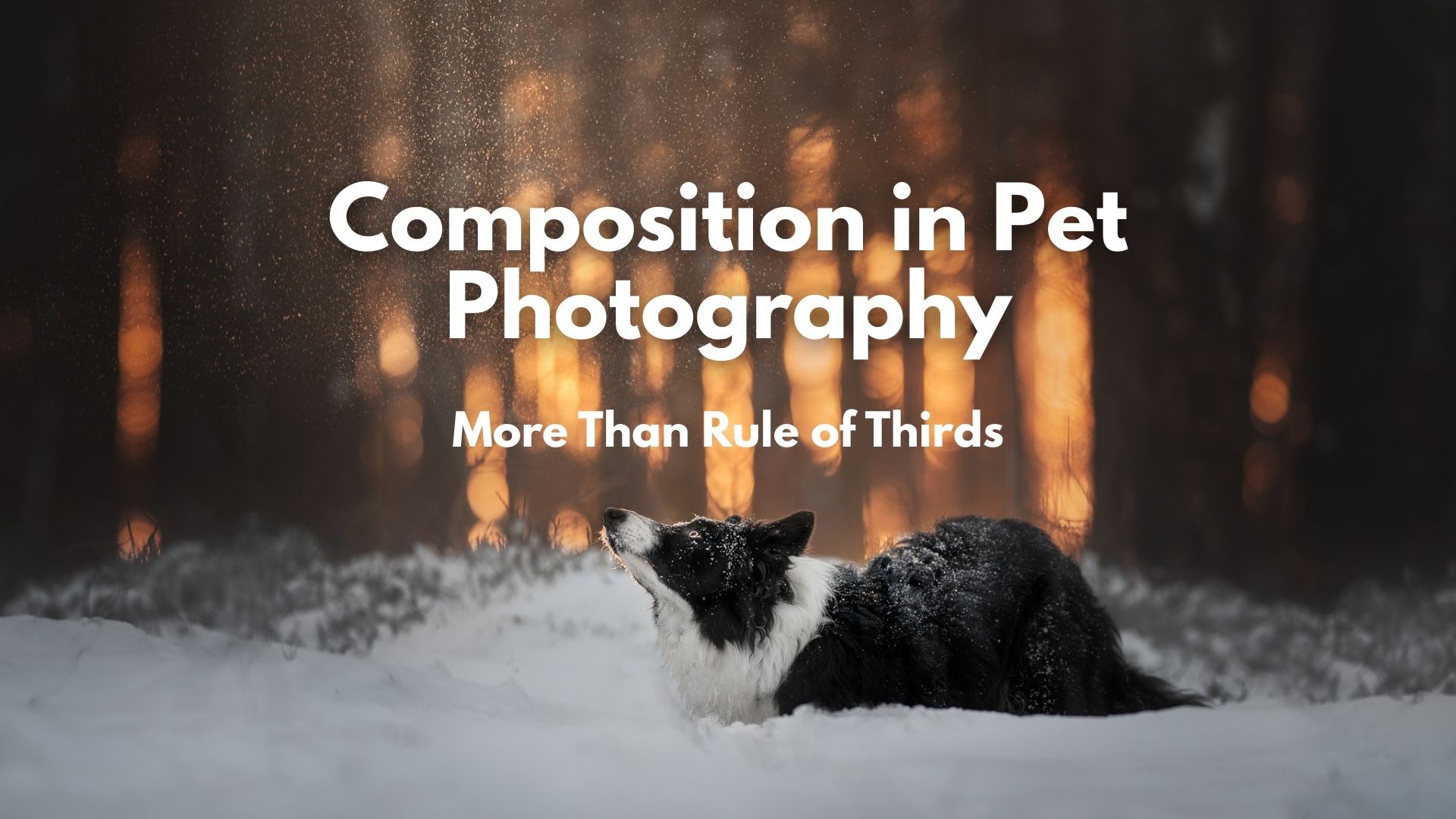 A border collie ready to jump toward some falling snow, the background has pretty backlight and the words Composition in Pet Photography: More than rule of thirds