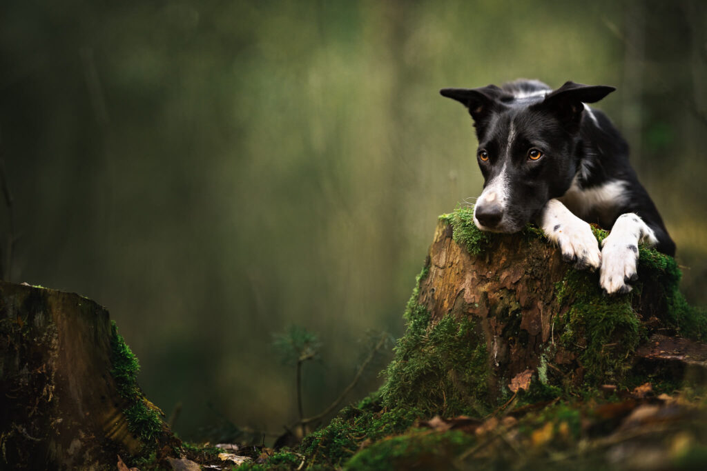 A border collie lies on a stump in the forest, most of the photo is just blurry background