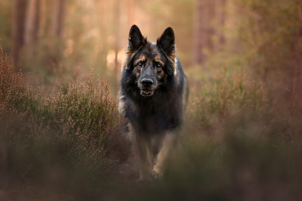 A long-haired old-type German Shepherd walks toward the camera in a golden forest, edited in a fine art pet photography style