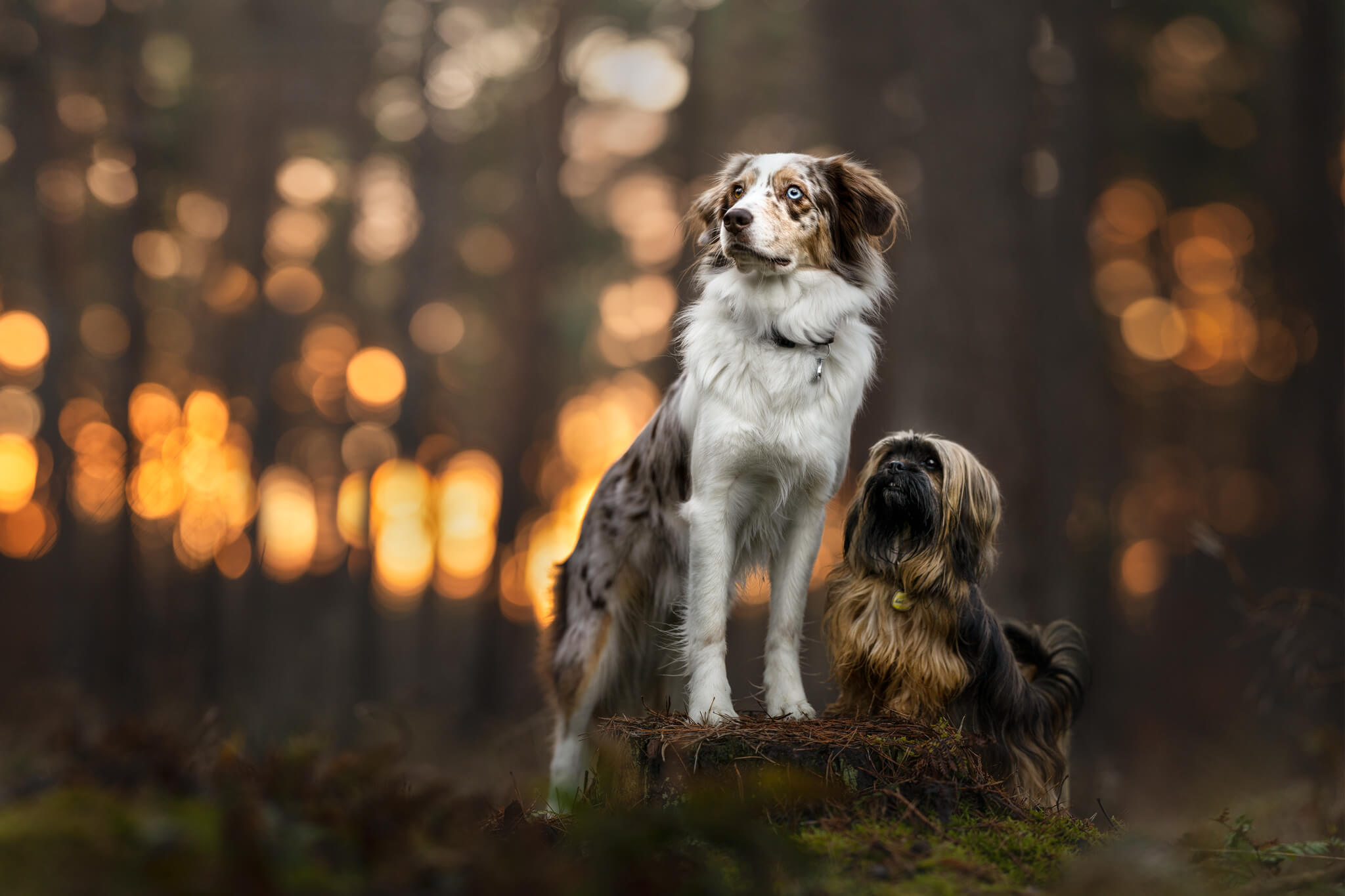 An Aussie and a Shih Tzu stand in a backlit forest the photo is edited in an artistic style, teaching about composition