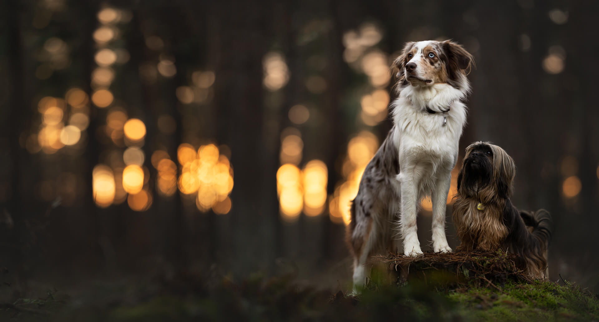 An Aussie and a Shih Tzu stand in a backlit forest as a long panorama, they are off to the side, the composition is not ideal
