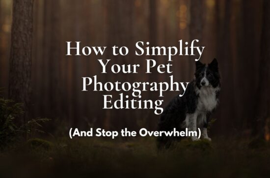 A title cover for a blog post: How to Simplify Your Pet Photography Editing featuring a border collie in a forest setting