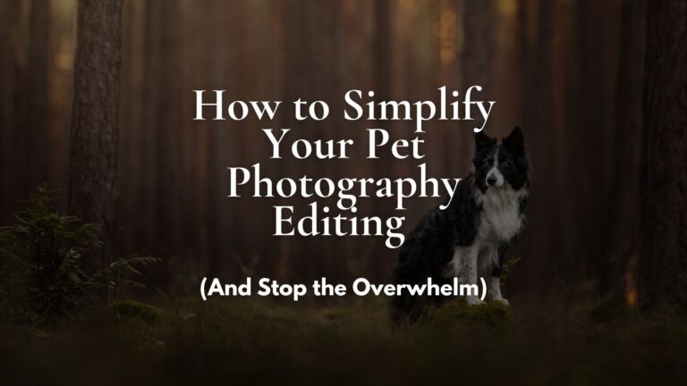 A title cover for a blog post: How to Simplify Your Pet Photography Editing featuring a border collie in a forest setting