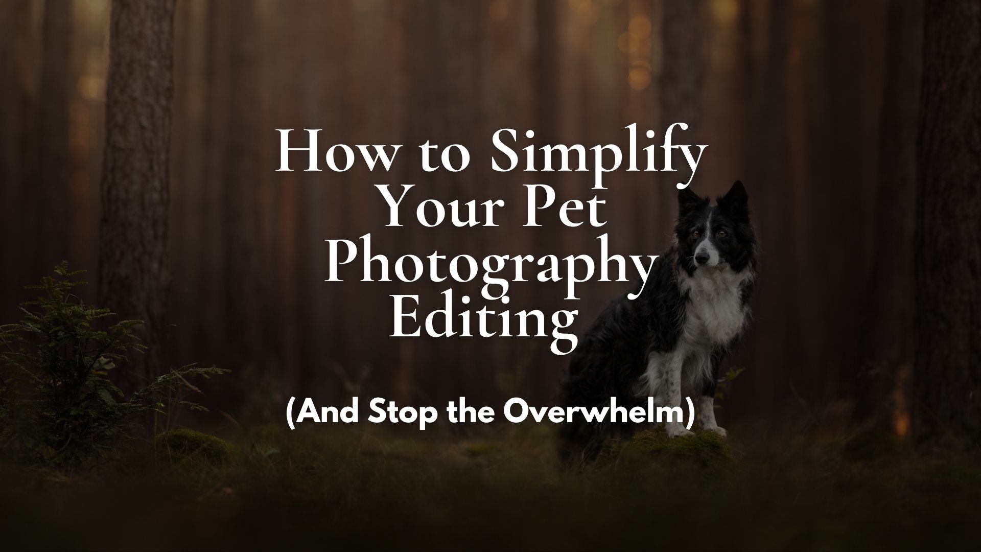 A title cover for a blog post: How to Simplify Your Pet Photography Editing featuring a border collie in a forest setting