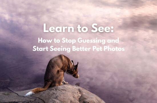 A border collie sits on a rock and looks into water where pink fluffy clouds are reflected