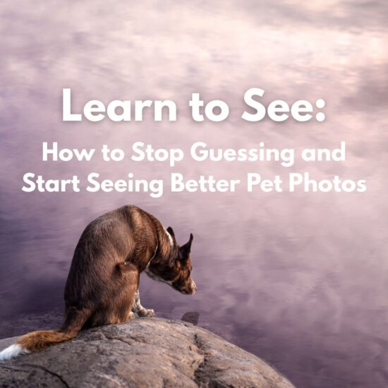 A border collie sits on a rock and looks into water where pink fluffy clouds are reflected