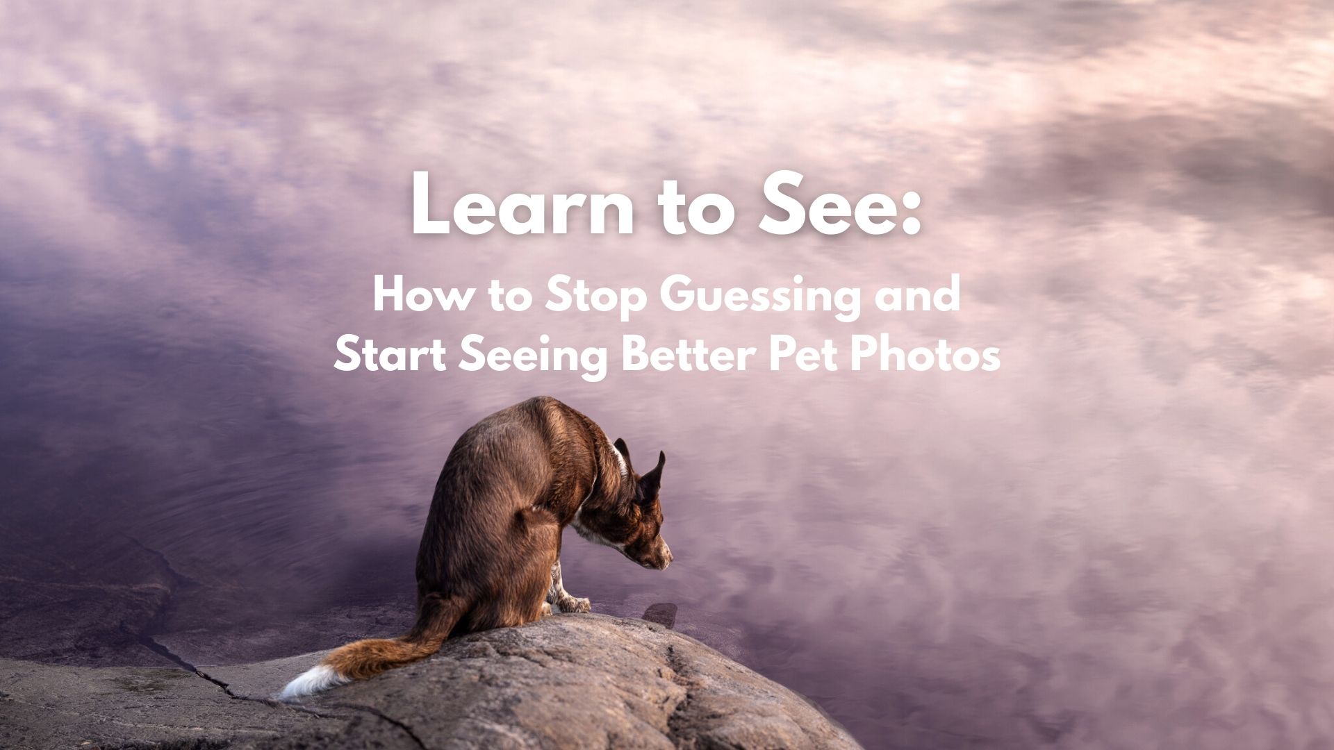 A border collie sits on a rock and looks into water where pink fluffy clouds are reflected