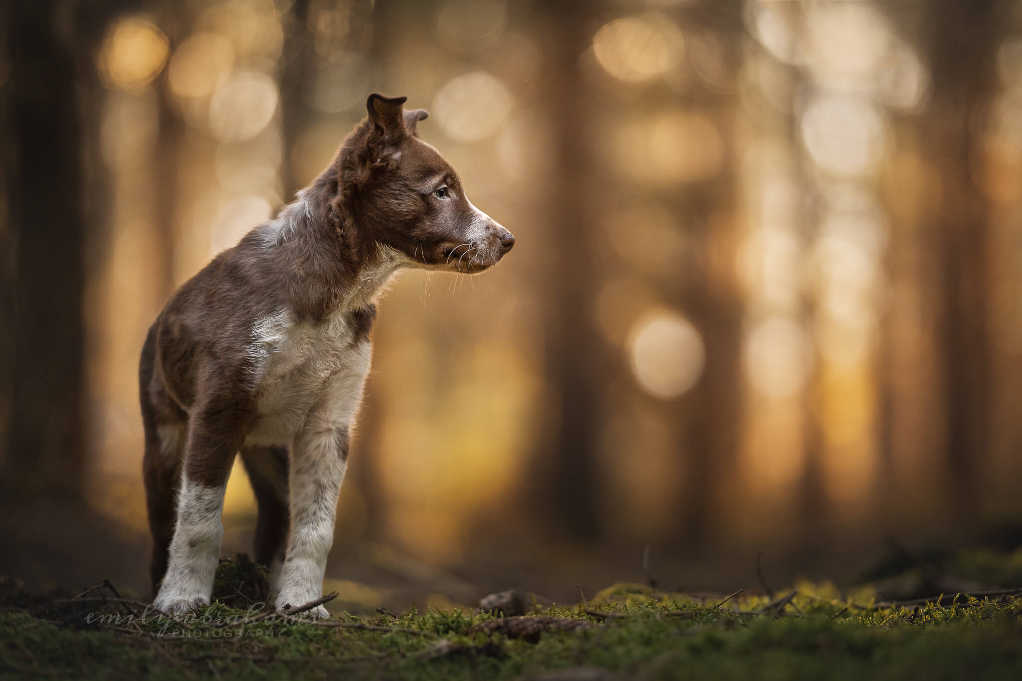 An edited photo of a border collie puppy, he is very dark, against a brighter backlit background, showing the importance of light in pet photography