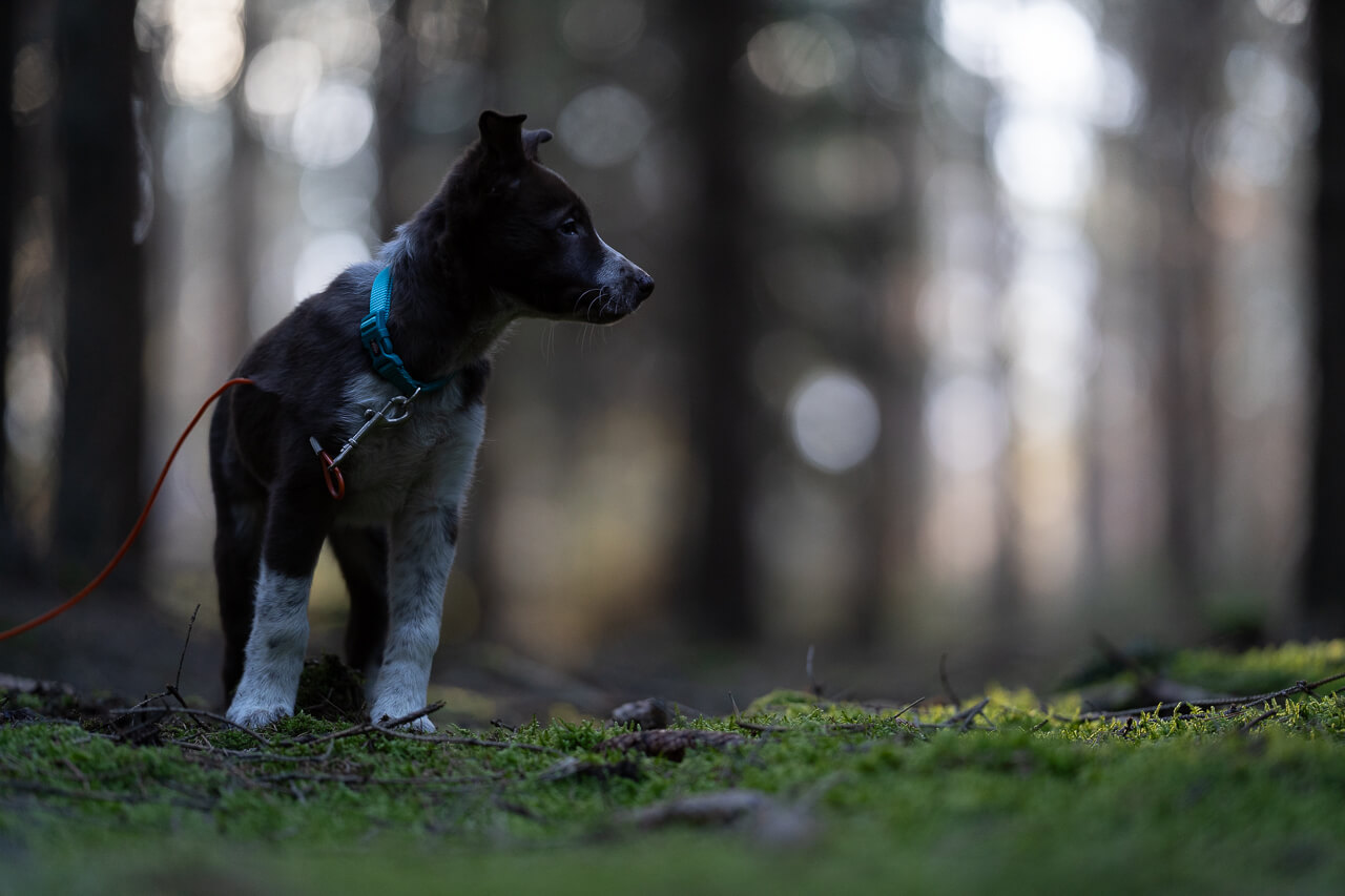 An unedited photo of a border collie puppy, he is very dark, against a brighter backlit background, showing the importance of light in pet photography