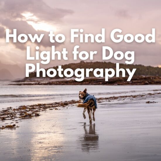 A border collie runs along a beach with dramatic clouds and sunlight, he is looking back at the camera, mouth open and happy