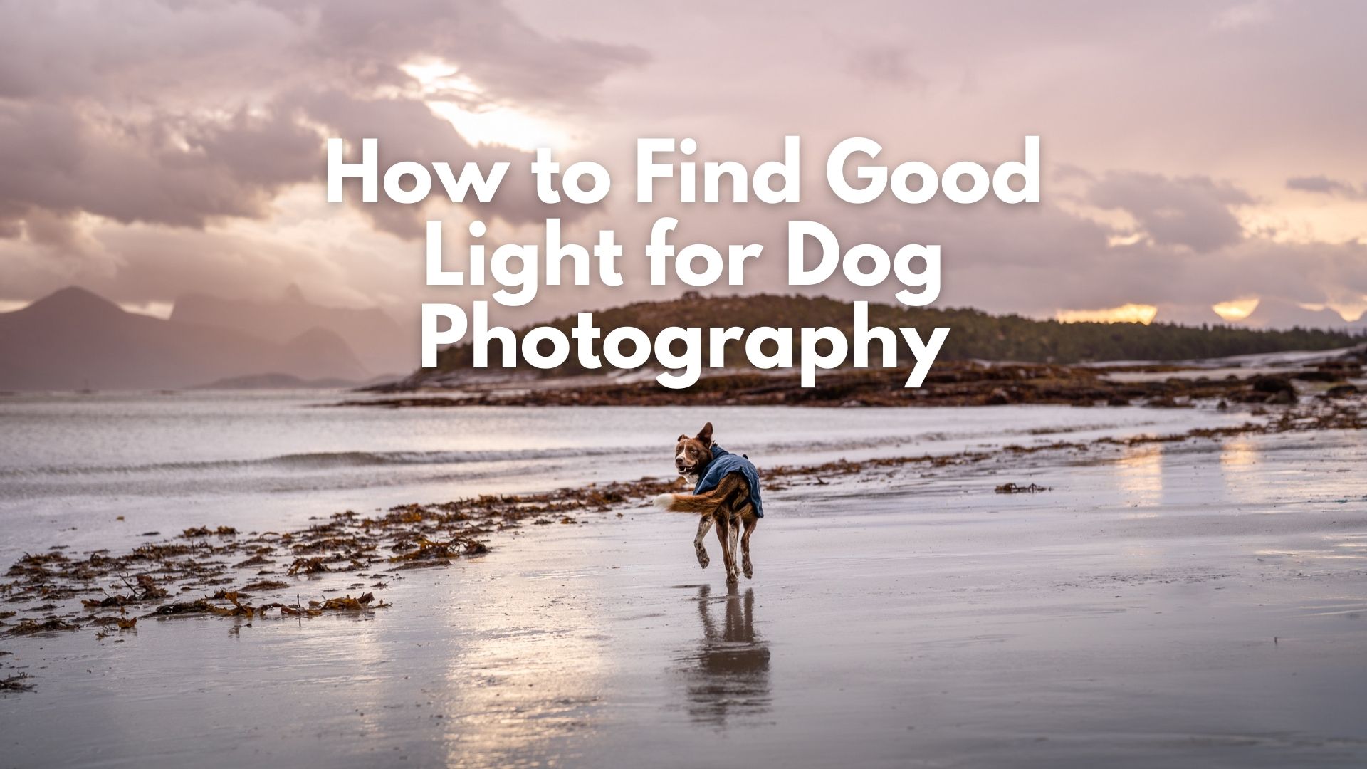 A border collie runs along a beach with dramatic clouds and sunlight, he is looking back at the camera, mouth open and happy