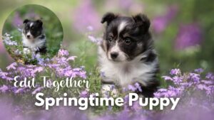 Springtime Puppy: Edit Together