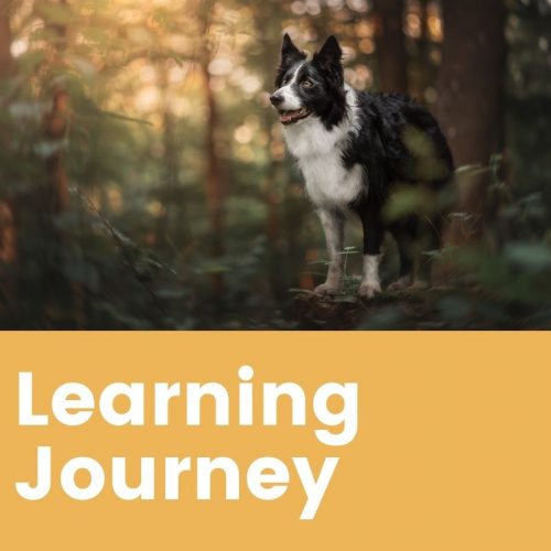Pet photography learning journey membership